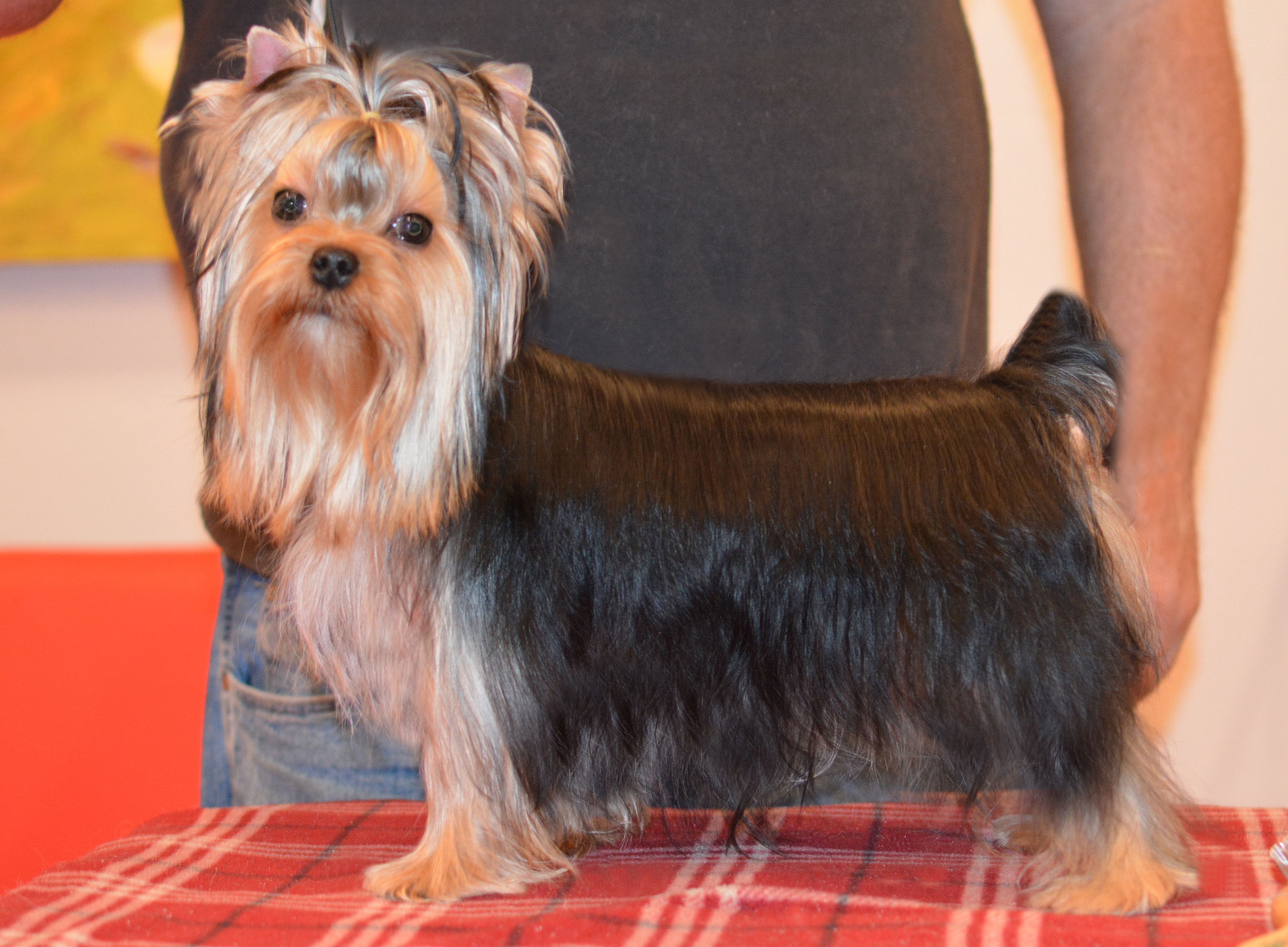 Yorkie Puppy with Champion bloodlines